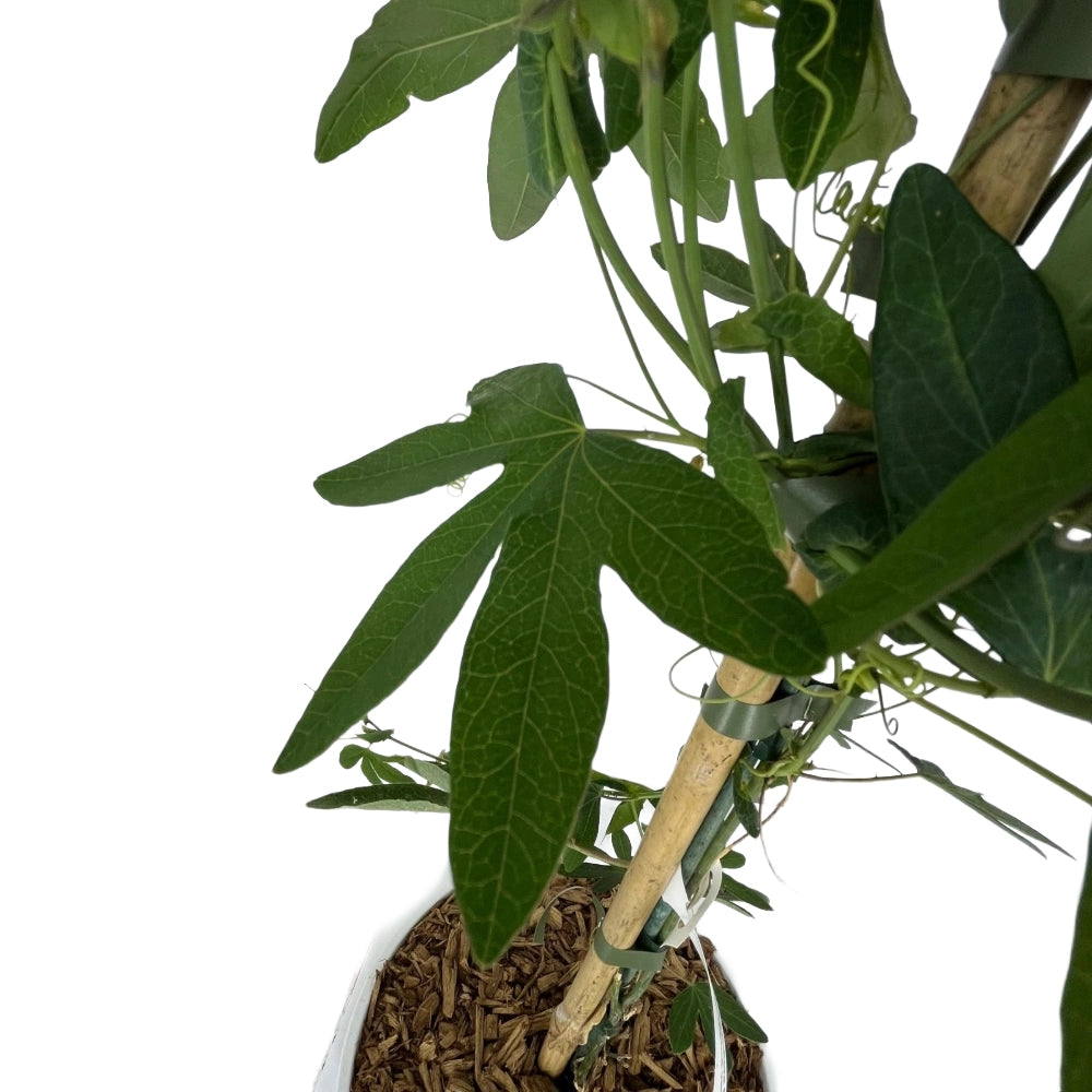 Passiflora Caerulea in vaso 18 cm