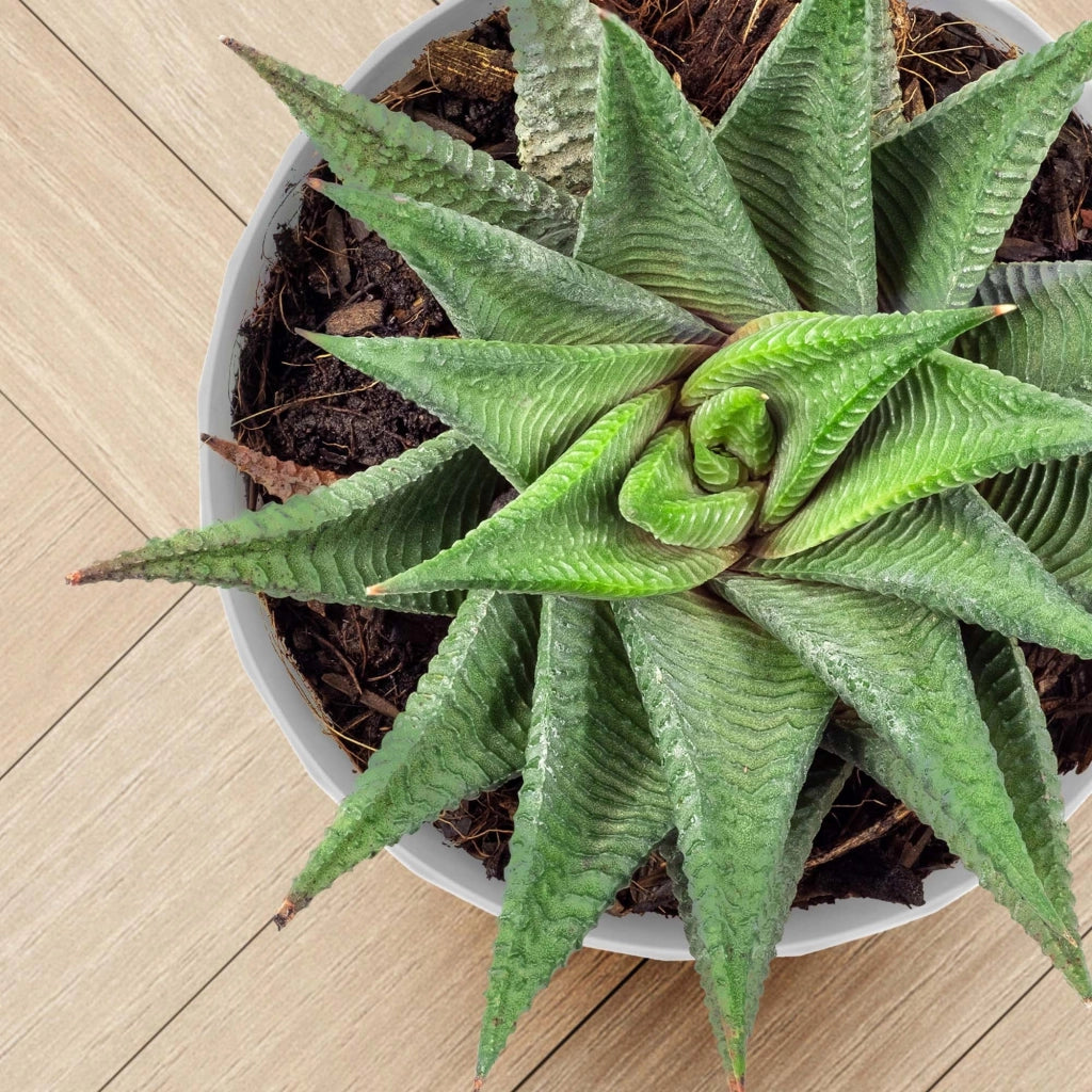 Vaso da fiori KADAX, fioriera, coperchio, 25 cm, supporto per fiori, plastica grigia, 3 pezzi.