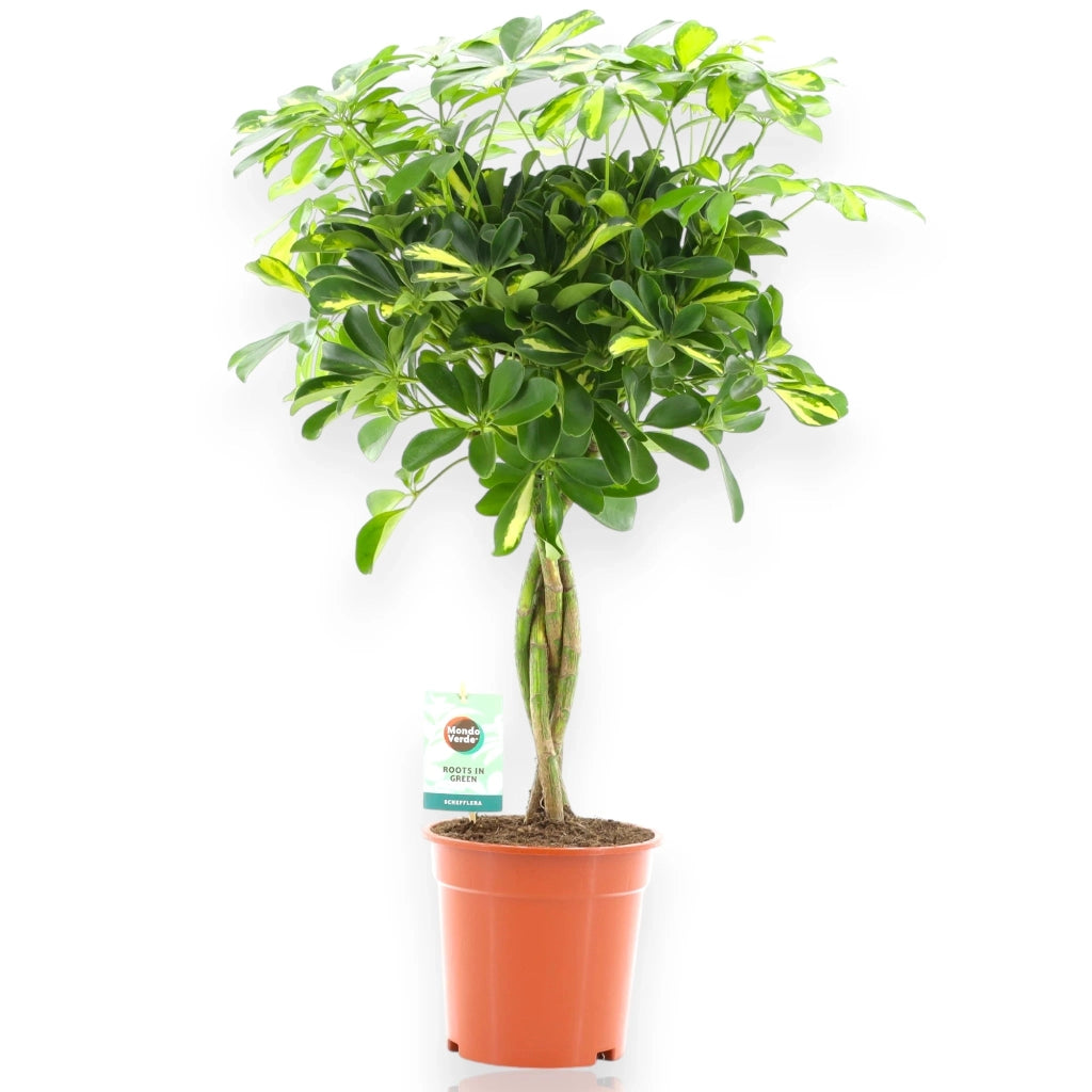 Gardenaria Schefflera arboricola 'Gold capella' - Pianta da interno ornamentale Altezza: 125 cm (vaso 27)