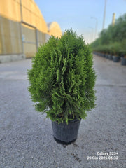 THUJA ORIENTALIS AUREA NANA VASO 24