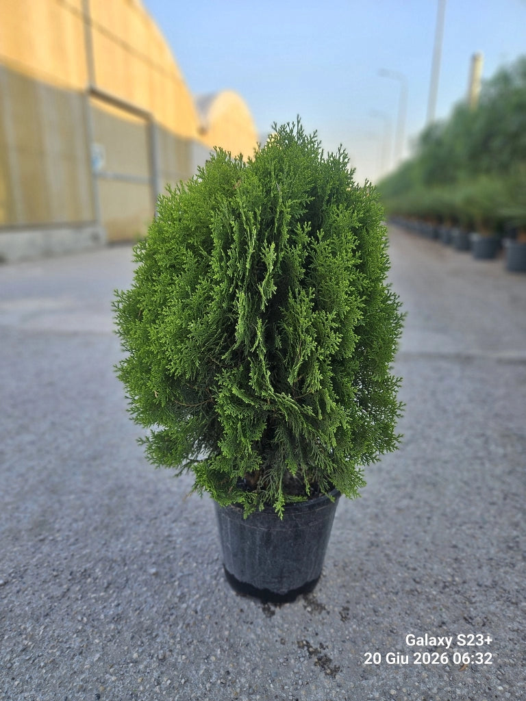 THUJA ORIENTALIS AUREA NANA VASO 24