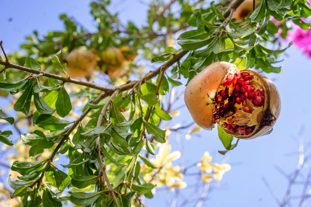 PUNICA GRANATUM NANUM CESP.17