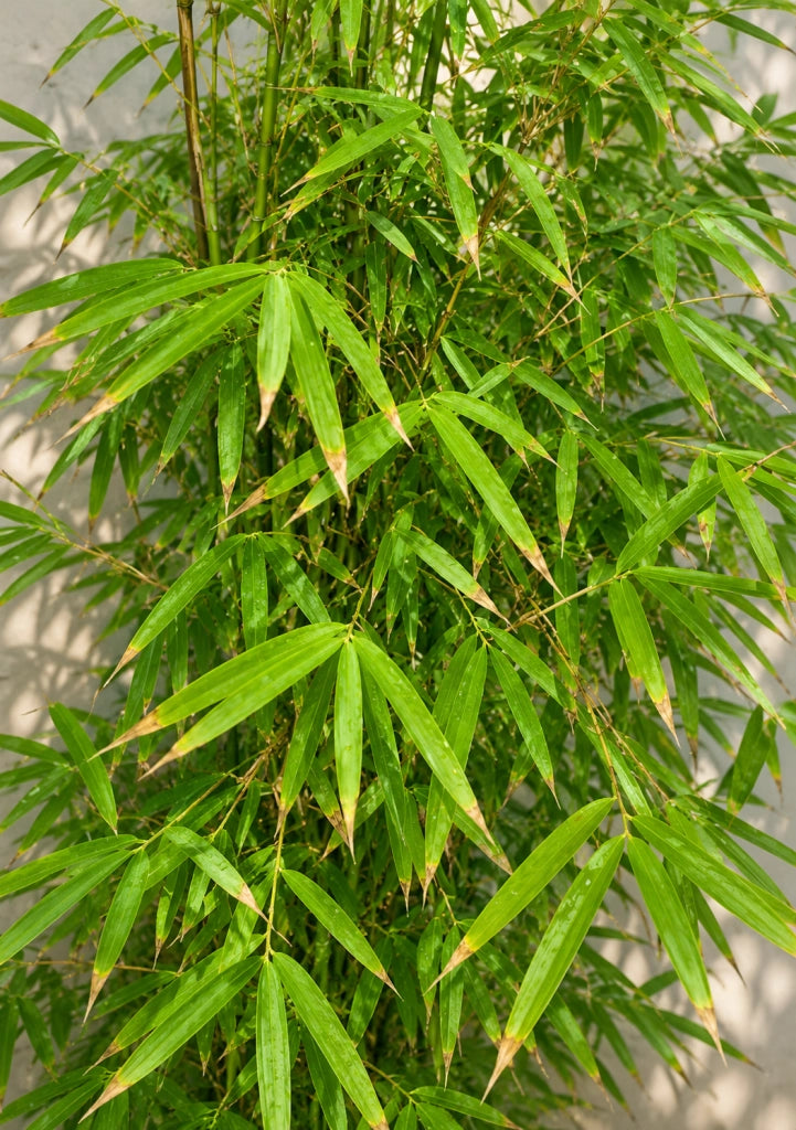 Gardenaria Fargesia - Fargesia angustissima - Bambù ornamentale da esterno Altezza: 125/175 cm (vaso24)