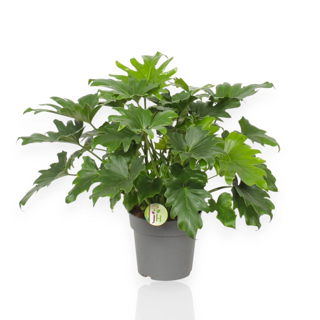 Gardenaria Philodendron bipinnatifidum 'Little Hope' - Pianta da interno ornamentale Altezza: 75 cm (vaso 19)