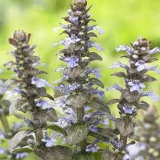 Ajuga vaso 14 cm – Pianta tappezzante con fogliame decorativo e fioritura