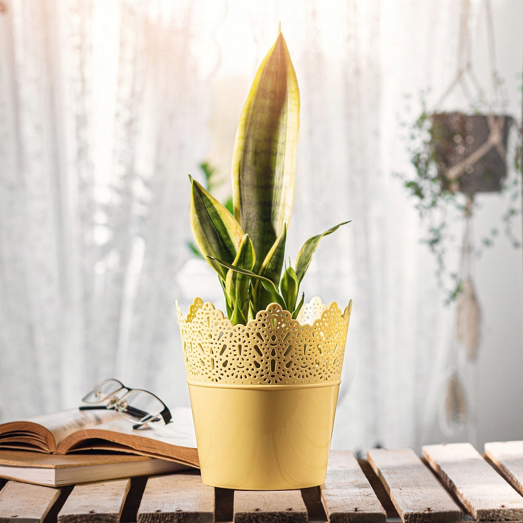 Vaso da fiori KADAX, vaso da fiori, coperchio, alto, in plastica, 16,5 cm, giallo