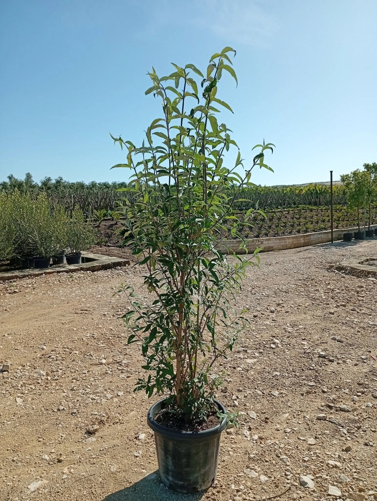 BUDDLEJA DAVIDII CESP.40 NANHO PURPLE
