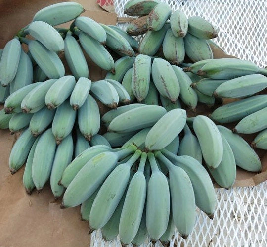 Pianta di BANANO BLUE JAVA 'Musa Acuminata', BANANO BLU in vaso h. 100 cm