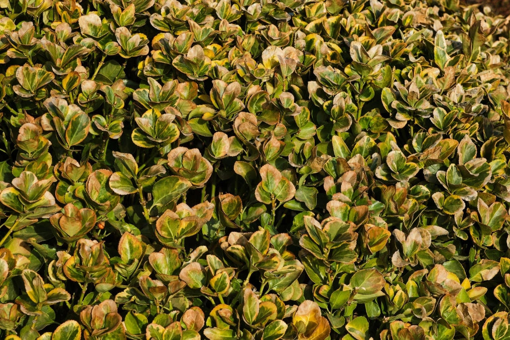 COPROSMA LEMON AND LIME VASO 18