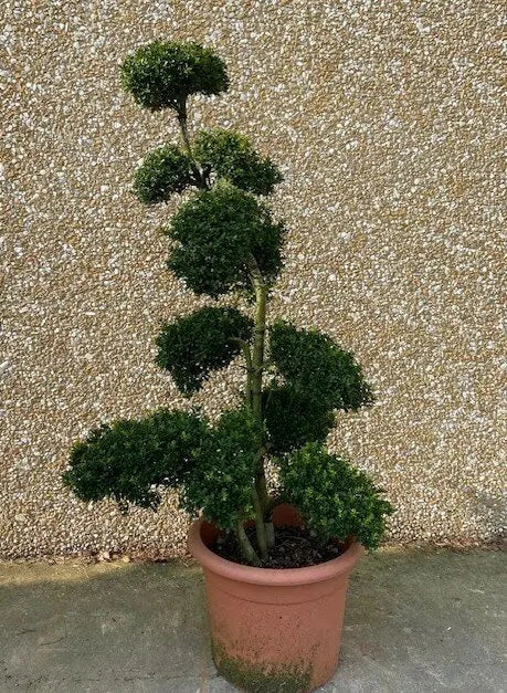 Gardenaria Agrifoglio - Ilex crenata 'Kinme' - Arbusto ornamentale da giardino Altezza: 30/35 cm (vaso19)