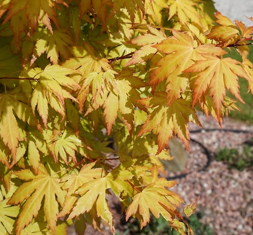 Pianta di ACERO GIAPPONESE Orange Dream Acer Japanase Jewels Foto Reali H 100cm