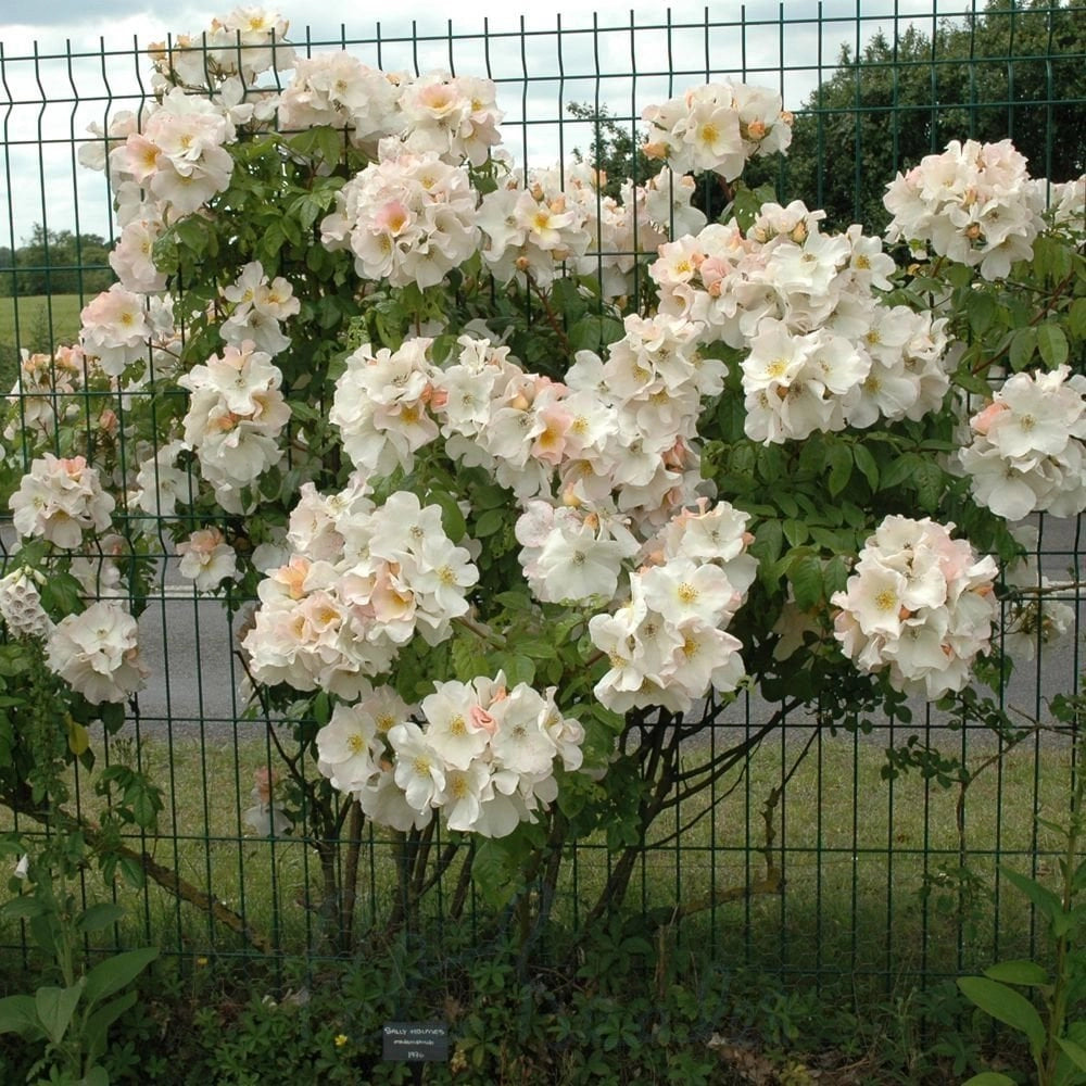 Rosa Sally Holmes: grandi fiori chiari e fioritura abbondante e luminosa