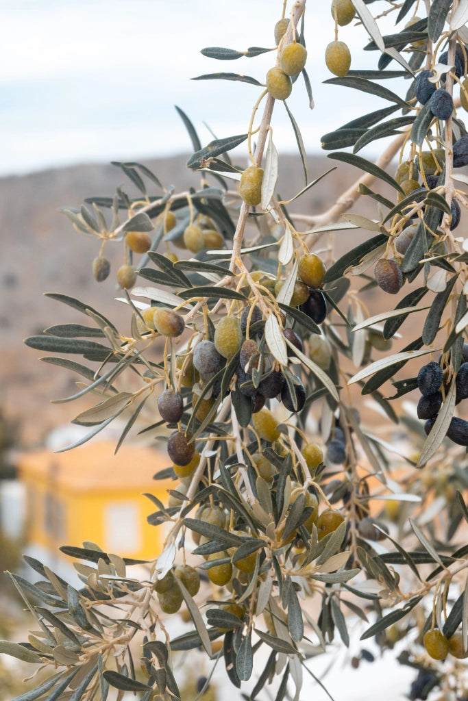 OLEA EUROPAEA CESP.40 CIPRESSINO