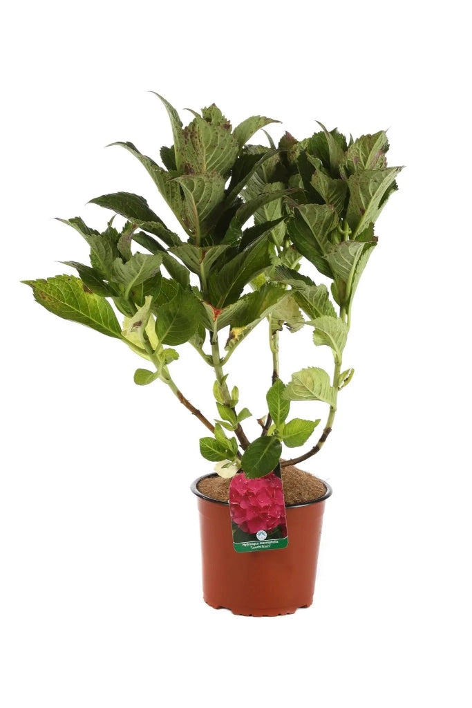 Gardenaria Ortensia - Hydrangea Macrophylla 'Leuchtfeuer' - Pianta acidofila ornamentale da esterno Altezza: 40/50 cm (vaso19)