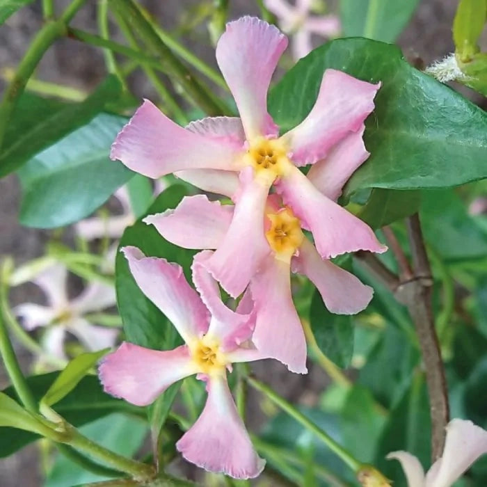 Pianta di RHINCOSPERMUM JASMINOIDES ROSE falso gelsomino Rosa vaso18 AMDGarden