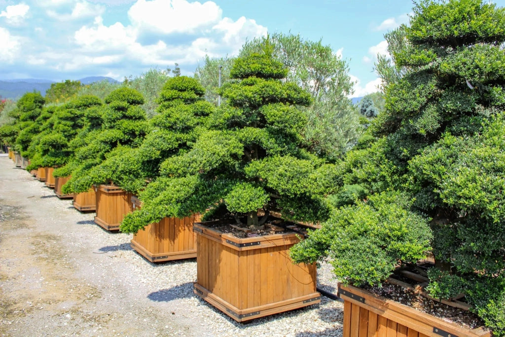 Gardenaria Agrifoglio - Ilex crenata 'Kinme' - Arbusto ornamentale da giardino Altezza: 30/35 cm (vaso19)