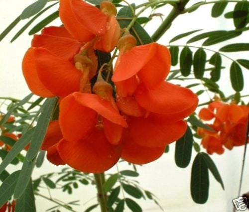 SESBANIA PUNICEA Albero dei sonagli H 130CM