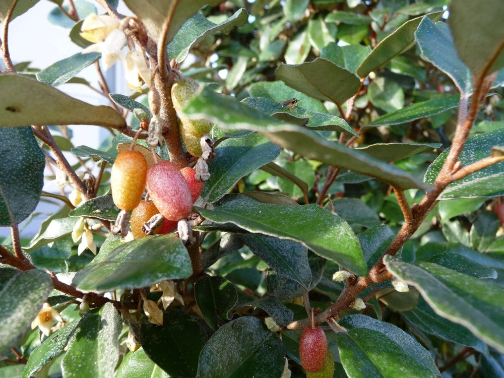 ELEAGNUS EBBINGEI COMPACTA CESP.50