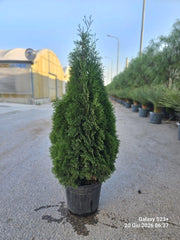 THUJA OCCIDENTALIS SMARAGD VASO 30
