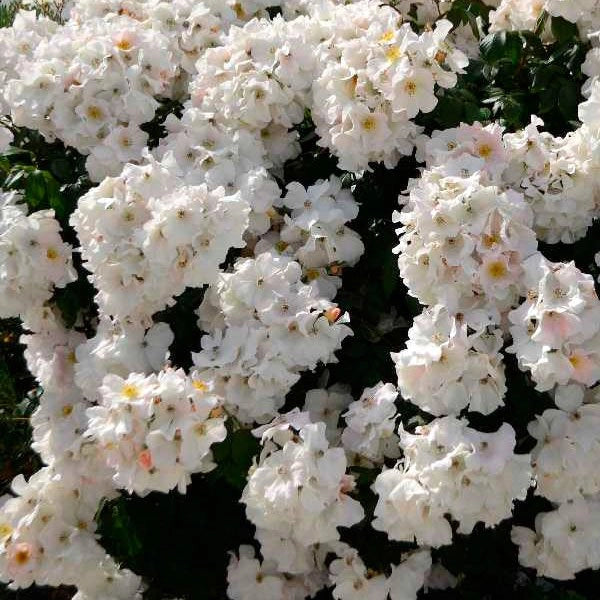 Rosa Sally Holmes: grandi fiori chiari e fioritura abbondante e luminosa