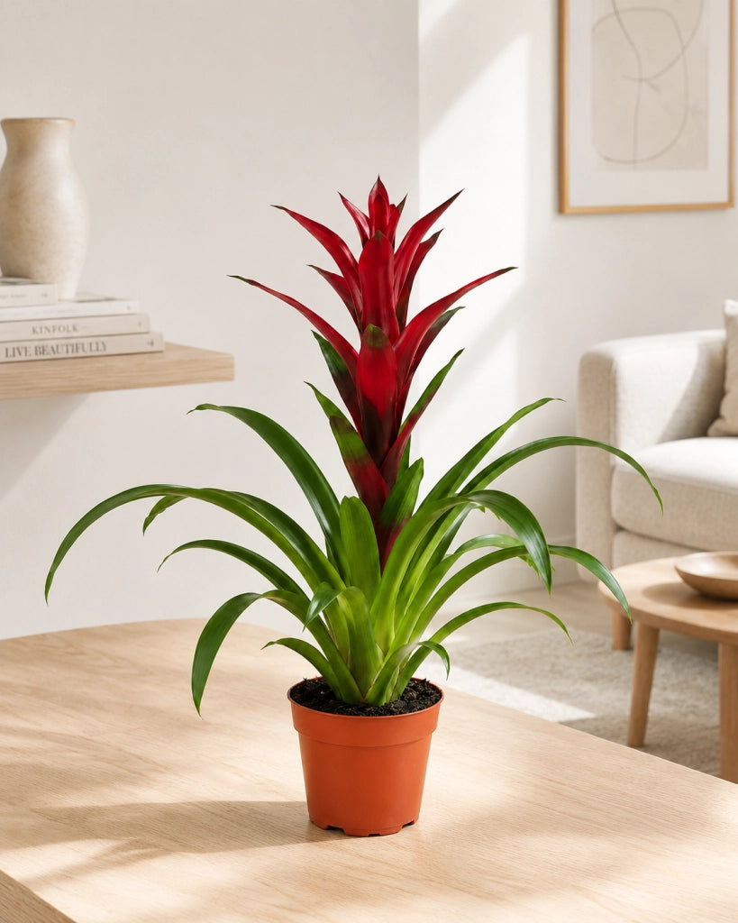 Gardenaria Guzmania 'Switch' - Pianta da interno ornamentale Altezza: 60 cm (vaso 13)