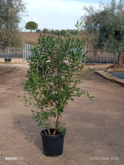 PITTOSPORUM TOBIRA CESP.40