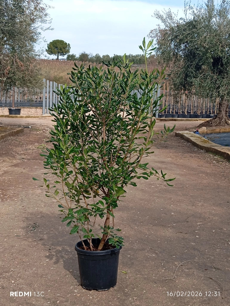 PITTOSPORUM TOBIRA CESP.40