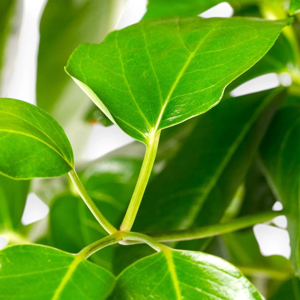 Gardenaria Schefflera actinophylla 'Amate' - Pianta da interno ornamentale Altezza: 70 cm (vaso 19)