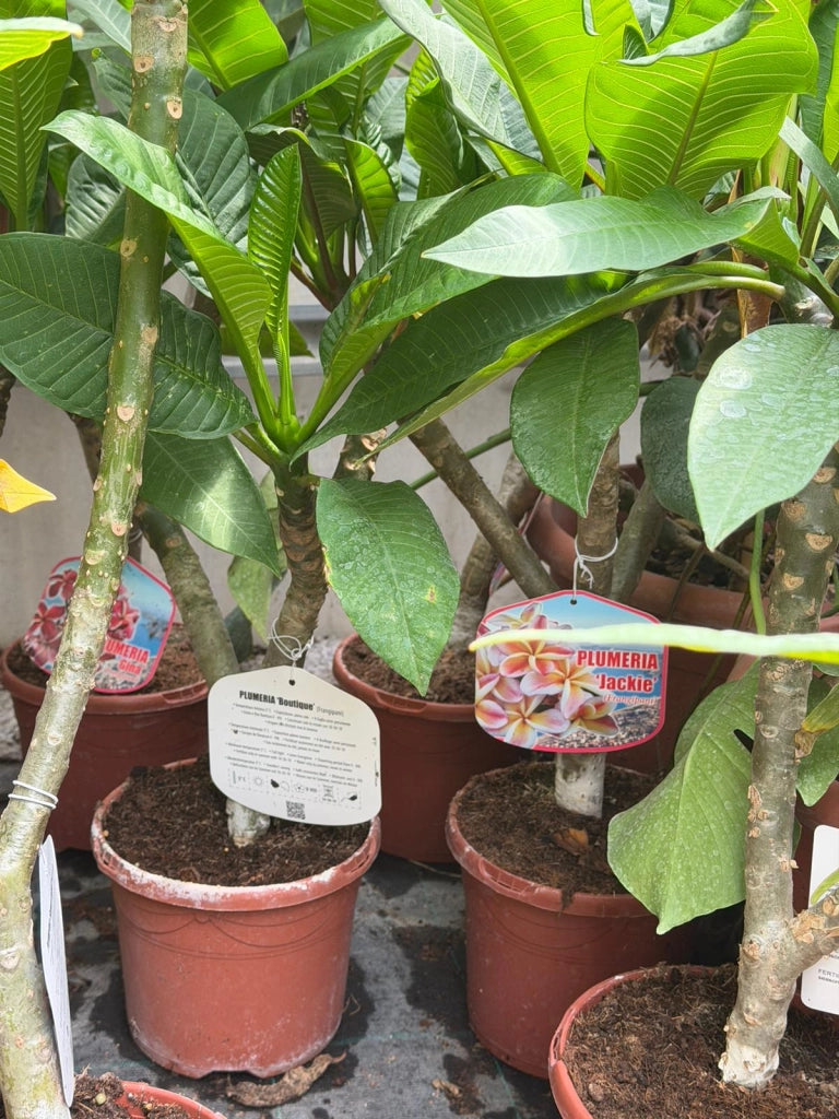 "Frangipani" Plumeria Jackie vaso 20 cm H60 – Pianta tropicale dai fiori profumati