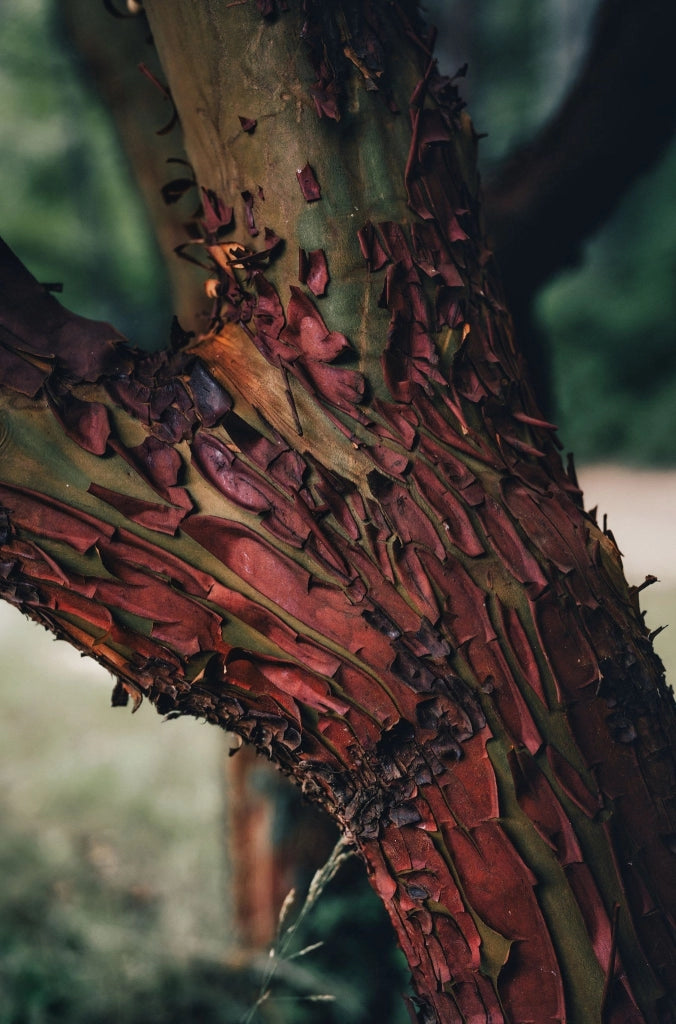 ARBUTUS UNEDO (CORBEZZOLO) VASO 24