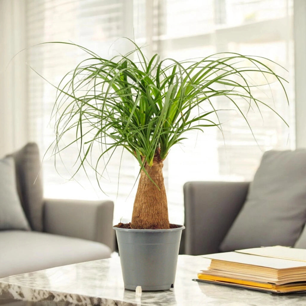 Gardenaria Beaucarnea recurvata (Mangiafumo) - Pianta da interno ornamentale Altezza: 120 cm (vaso 27)
