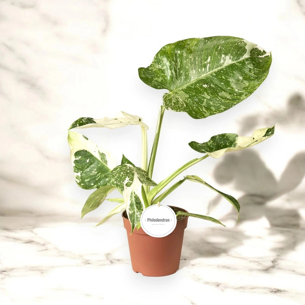 Gardenaria Philodendron 'Jose buono' - Pianta da interno ornamentale Altezza: 25 cm (vaso 15)