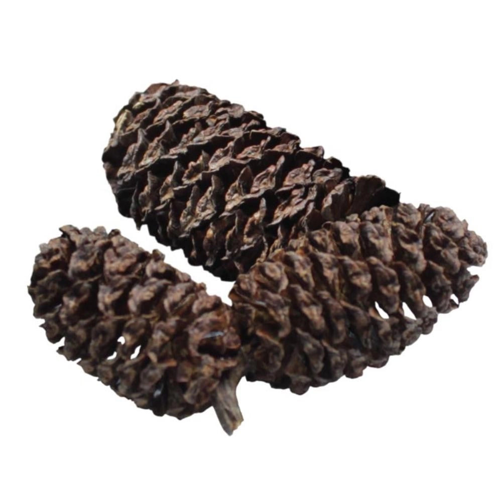Dennerle 2748 - Black Cones - Pigne di Ontano