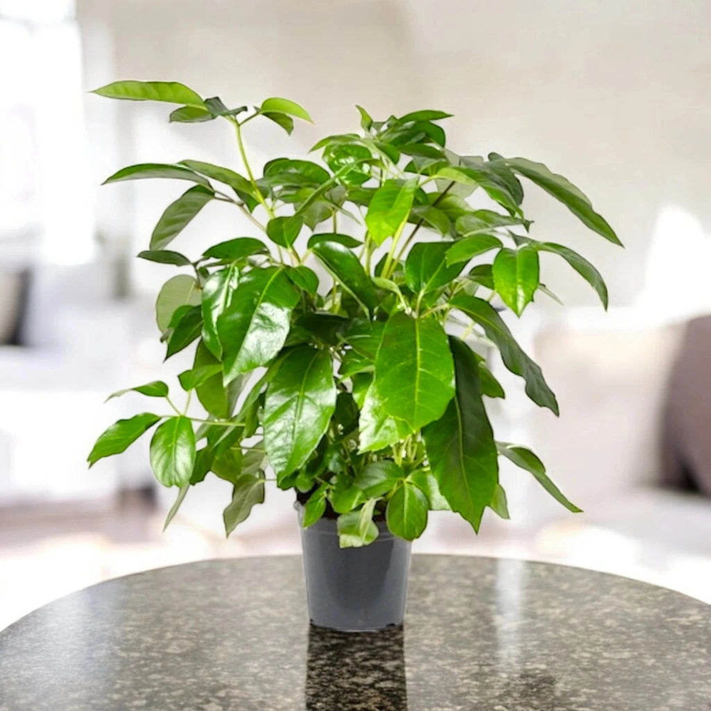 Gardenaria Schefflera actinophylla 'Amate' - Pianta da interno ornamentale Altezza: 70 cm (vaso 19)