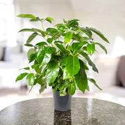 Gardenaria Schefflera actinophylla 'Amate' - Pianta da interno ornamentale Altezza: 70 cm (vaso 19)