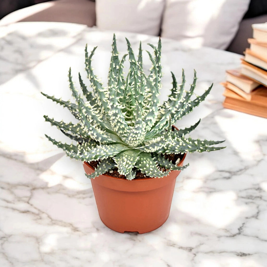 Gardenaria Aloe humilis 'Safari Mara' - Pianta da interno ornamentale Altezza: 15 cm (vaso 10)