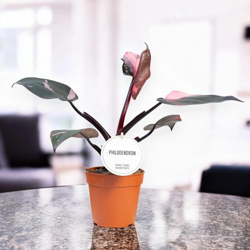 Gardenaria Philodendron 'Burgundy Prince' - Pianta da interno ornamentale Altezza: 25 cm (vaso 12)