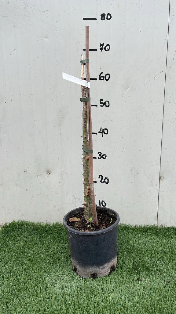 Pianta Ceiba Bombax, H70cm, foto reali
