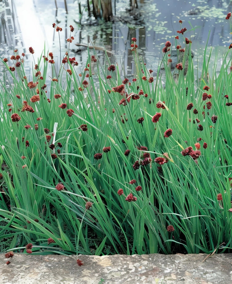Gardenaria Giunco Ensifolius - Juncus ensifolius - Graminacea ornamentale da esterno Altezza: 40 cm (vaso 17)