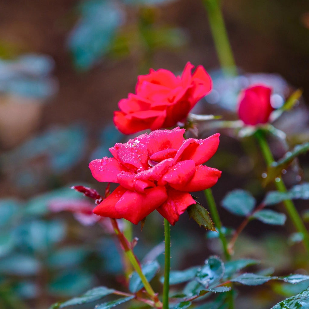 Gardenaria Rosa paesaggistica 'Red Knock Out' Meilland - Rosa da giardino Altezza: 25/30 cm (vaso19)