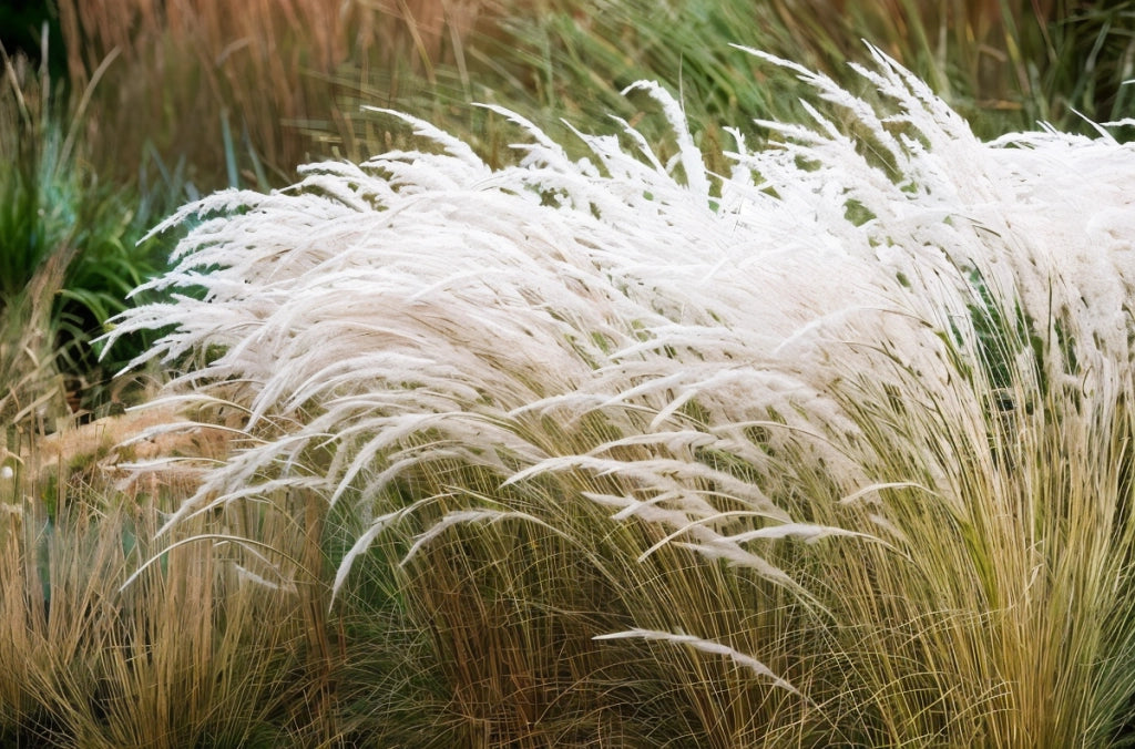 Gardenaria Stipa ichu - Graminacea ornamentale da esterno Altezza: 40 cm (vaso 17)