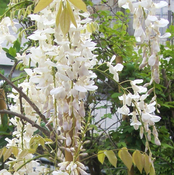 Wisteria floribunda “Longissima Alba” - GLICINE BIANCO Pianta Rampicante H 190cm