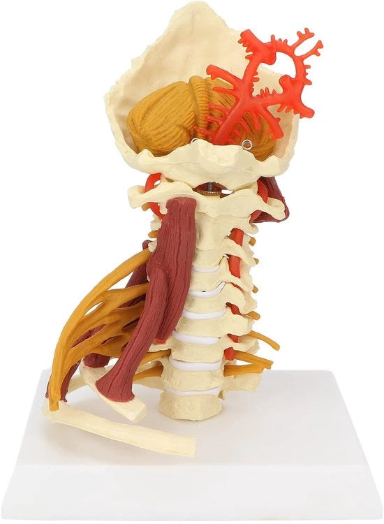 1 - Modello anatomico - PVC - Educazione - Dimostrazione - Comunicazione Arte-Paziente