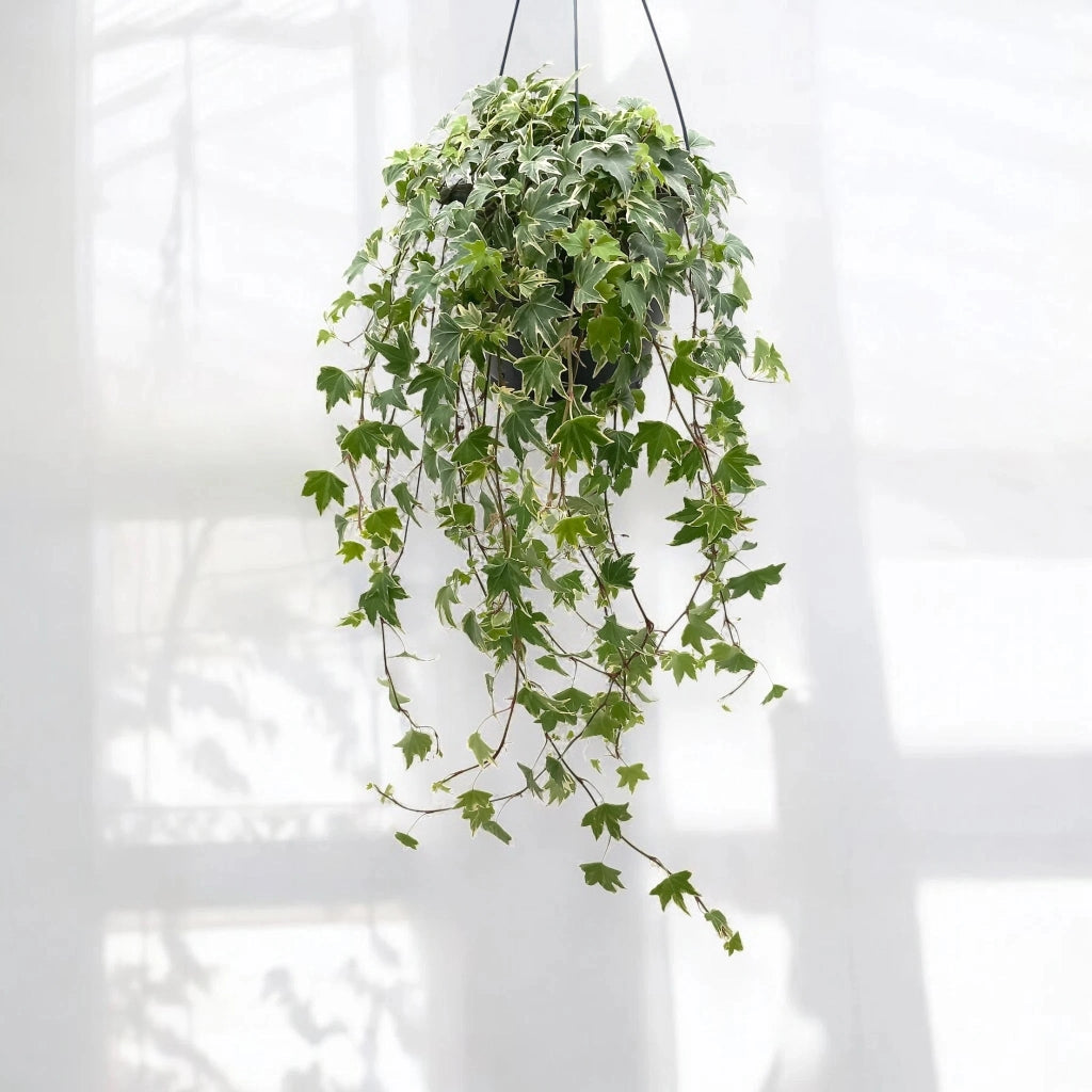 Gardenaria Edera - Hedera helix 'White Ripple' - Pianta da interno ornamentale Altezza: 50 cm (vaso 19)