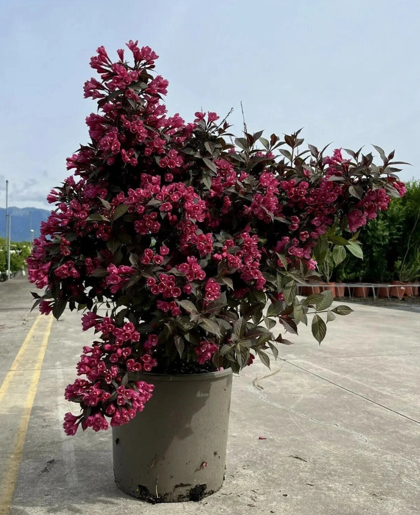 Gardenaria Weigela florida 'Alexandra' - Arbusto ornamentale da giardino Altezza: 40/50 cm (vaso18)
