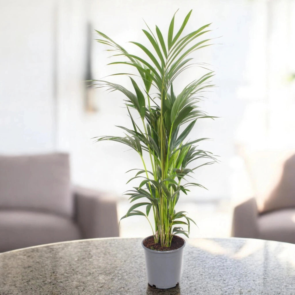 Gardenaria Howea forsteriana (Kentia) - Pianta da interno ornamentale Altezza: 200 cm (vaso 27)