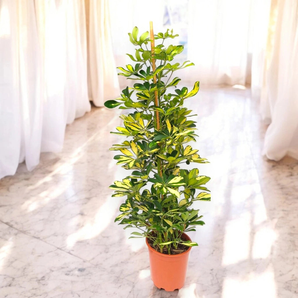 Gardenaria Schefflera arboricola 'Gold capella' - Pianta da interno ornamentale Altezza: 125 cm (vaso 27)