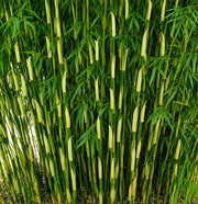 Gardenaria Fargesia Campbell - Fargesia robusta 'Campbell' - Bambù ornamentale da esterno Altezza: 125/175 cm (vaso24)