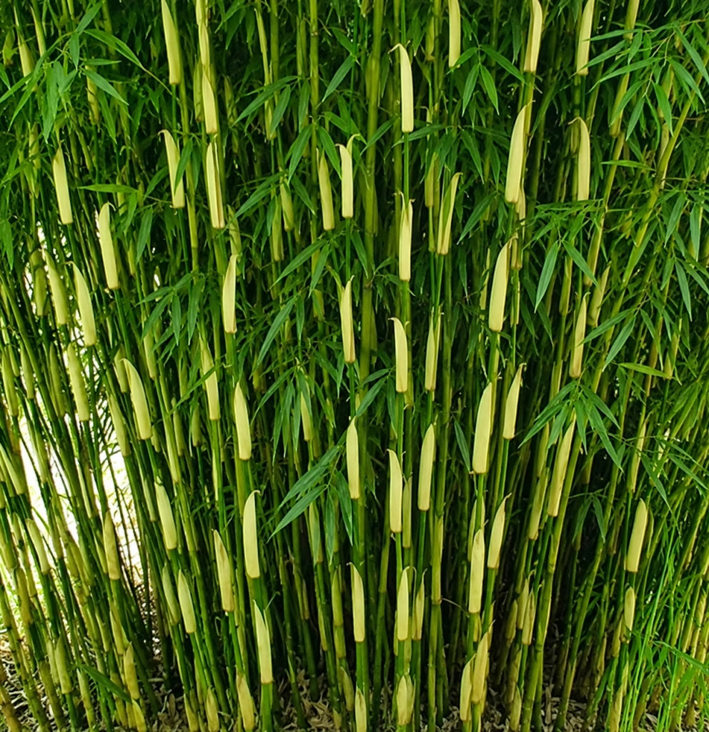 Gardenaria Fargesia Campbell - Fargesia robusta 'Campbell' - Bambù ornamentale da esterno Altezza: 125/175 cm (vaso24)
