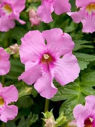 Bulbi di Incarvillea Delavayi Rosa I – Fiori eleganti e raffinati